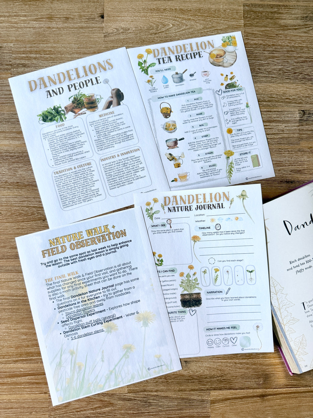 Digital Download | Dandelions Unit Study