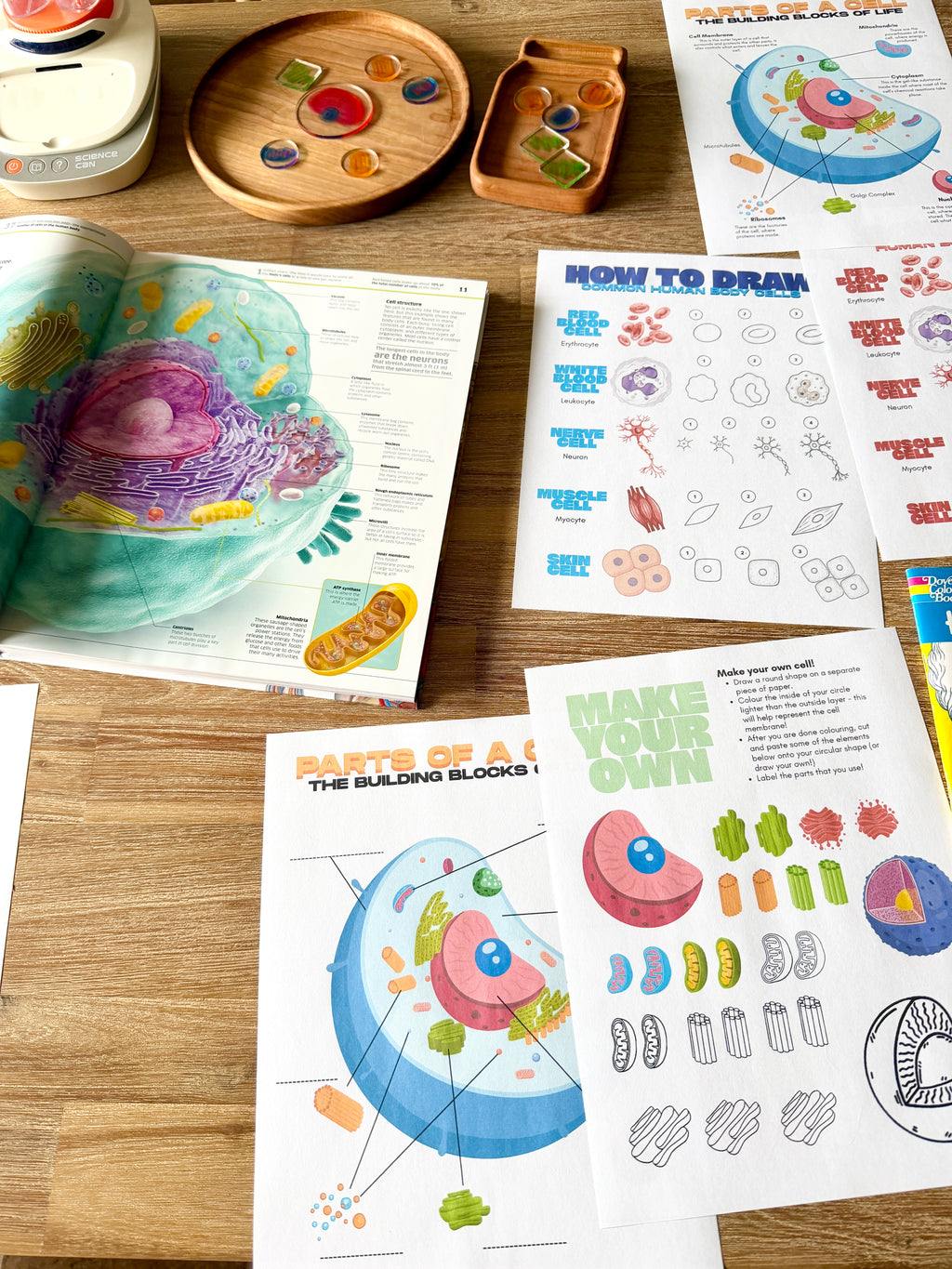 Digital Download | Our Body is Made up of Cells! Mini Unit Study