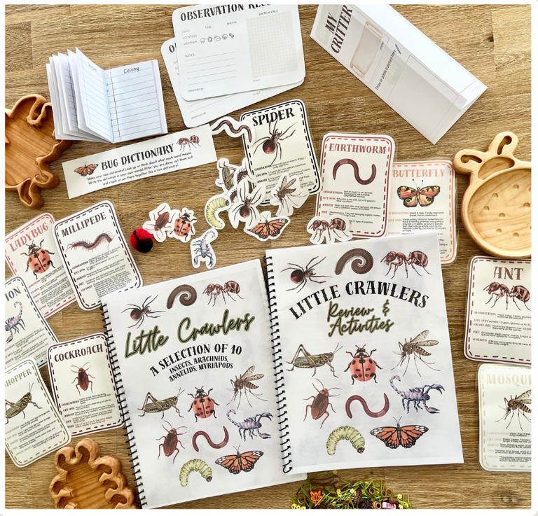 Open activity and review package with illustrated insect and arachnid flash cards, handmade wooden insect-shaped trays, and educational printables for the Digital Download or Print & Bound | Little Crawlers Unit Study, Activity/Review Package & Flash Cards, handcrafted homeschool education resources.