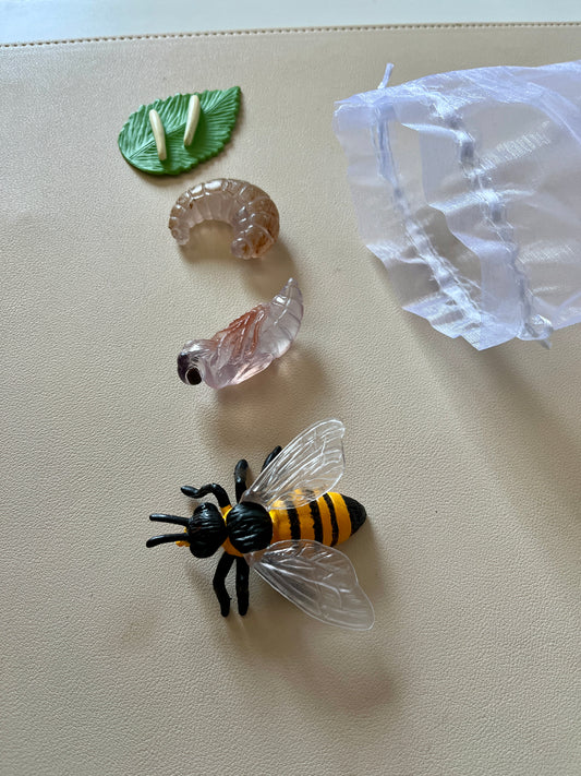 Bee Life Cycle Figurines