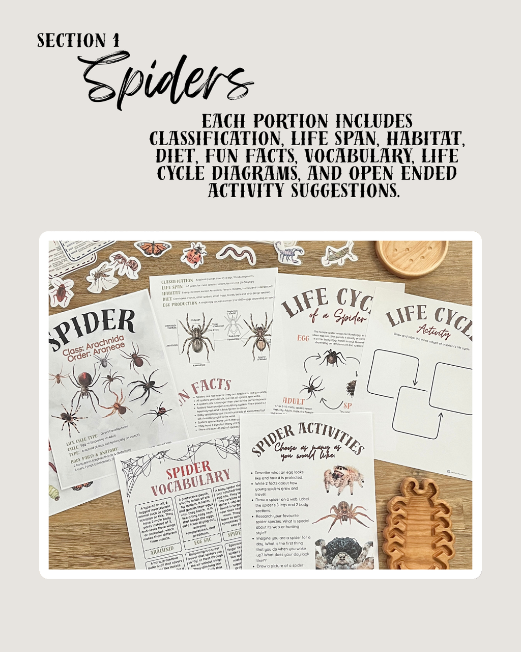 Printed homeschool educational materials focused on spiders, including classification, life cycle diagrams, spider vocabulary, and activity sheets, alongside a wooden segmented tray, Digital Download or Print & Bound | Little Crawlers Unit Study, Activity/Review Package & Flash Cards, handcrafted homeschool education resources.