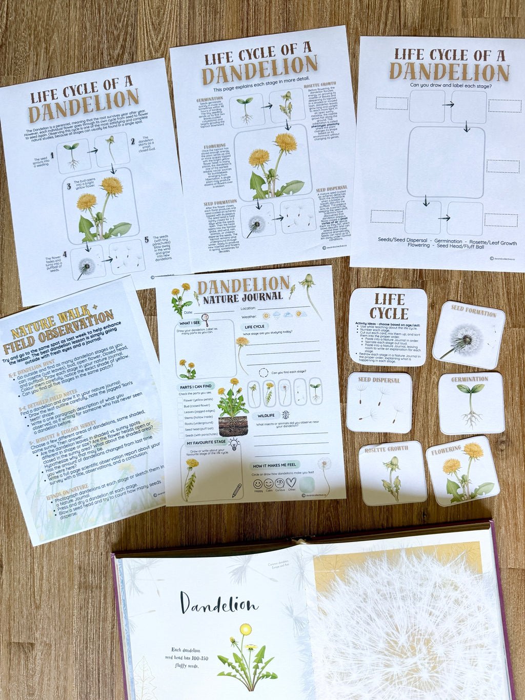 Digital Download | Dandelions Unit Study