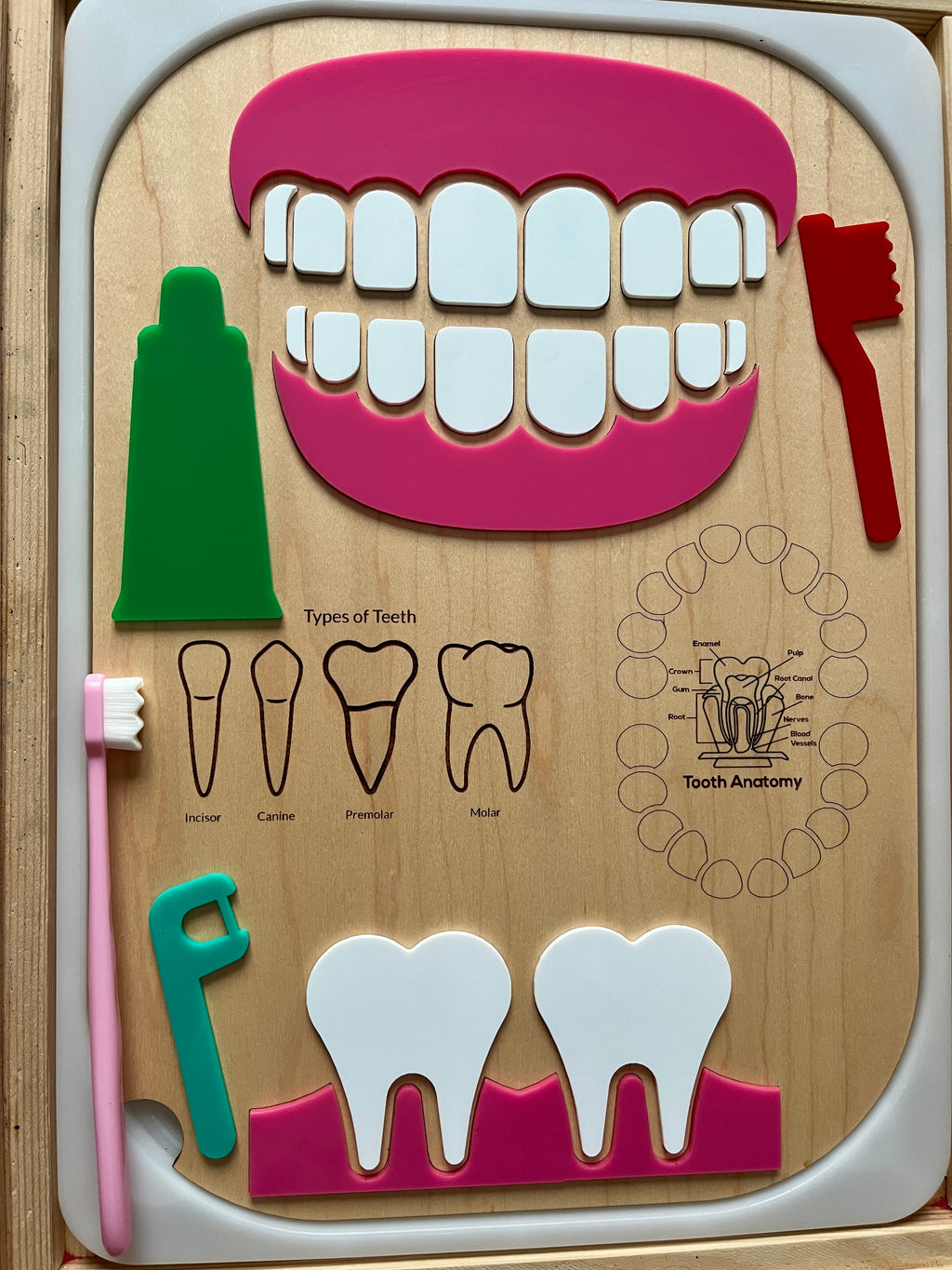 Wooden educational dental board with removable teeth, toothbrushes, toothpaste, floss pick, and tooth anatomy illustrations