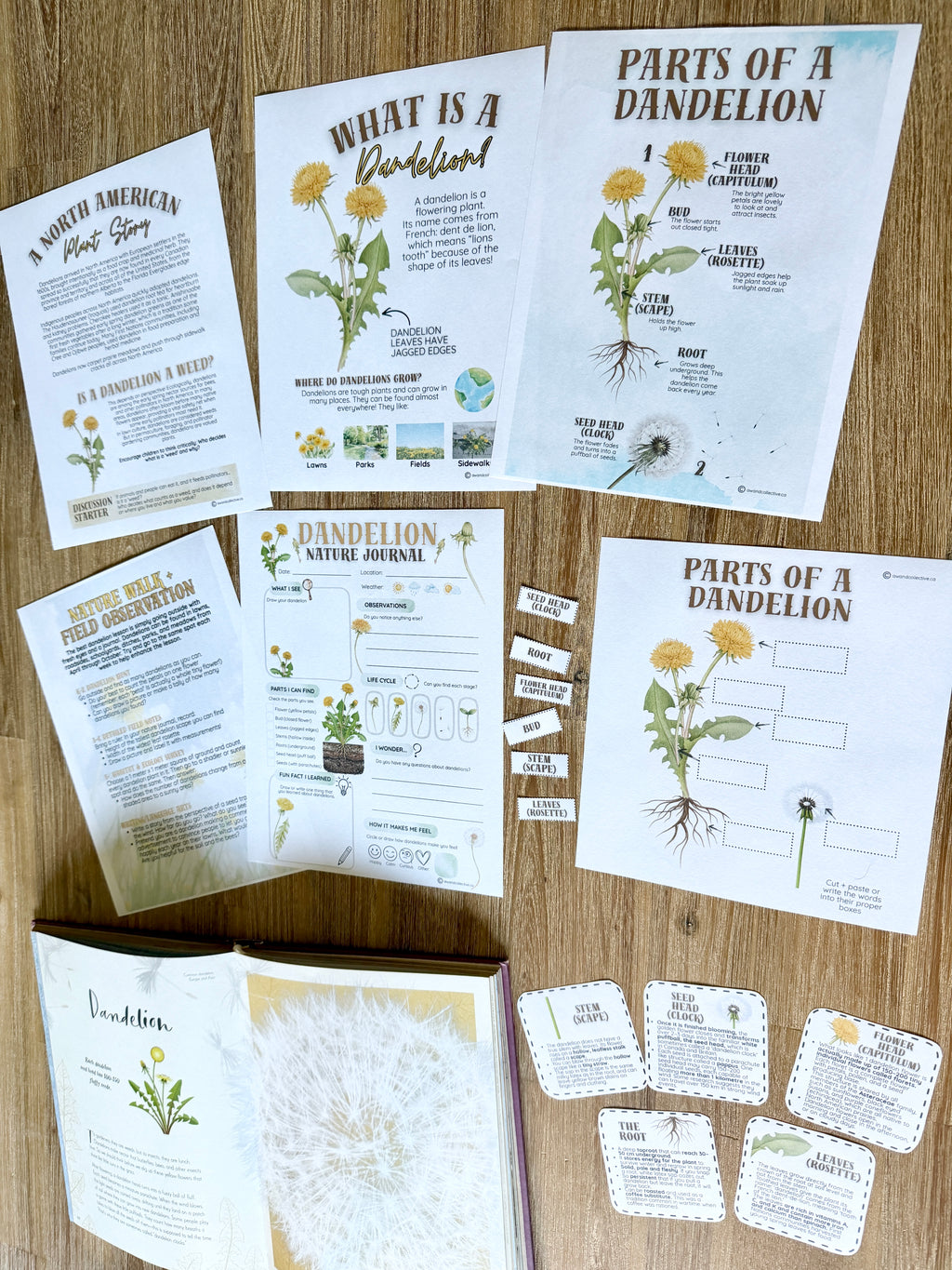 Digital Download | Dandelions Unit Study