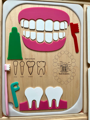 Educational wooden dental anatomy board with removable teeth, toothbrush, floss, toothpaste, and labeled tooth types.