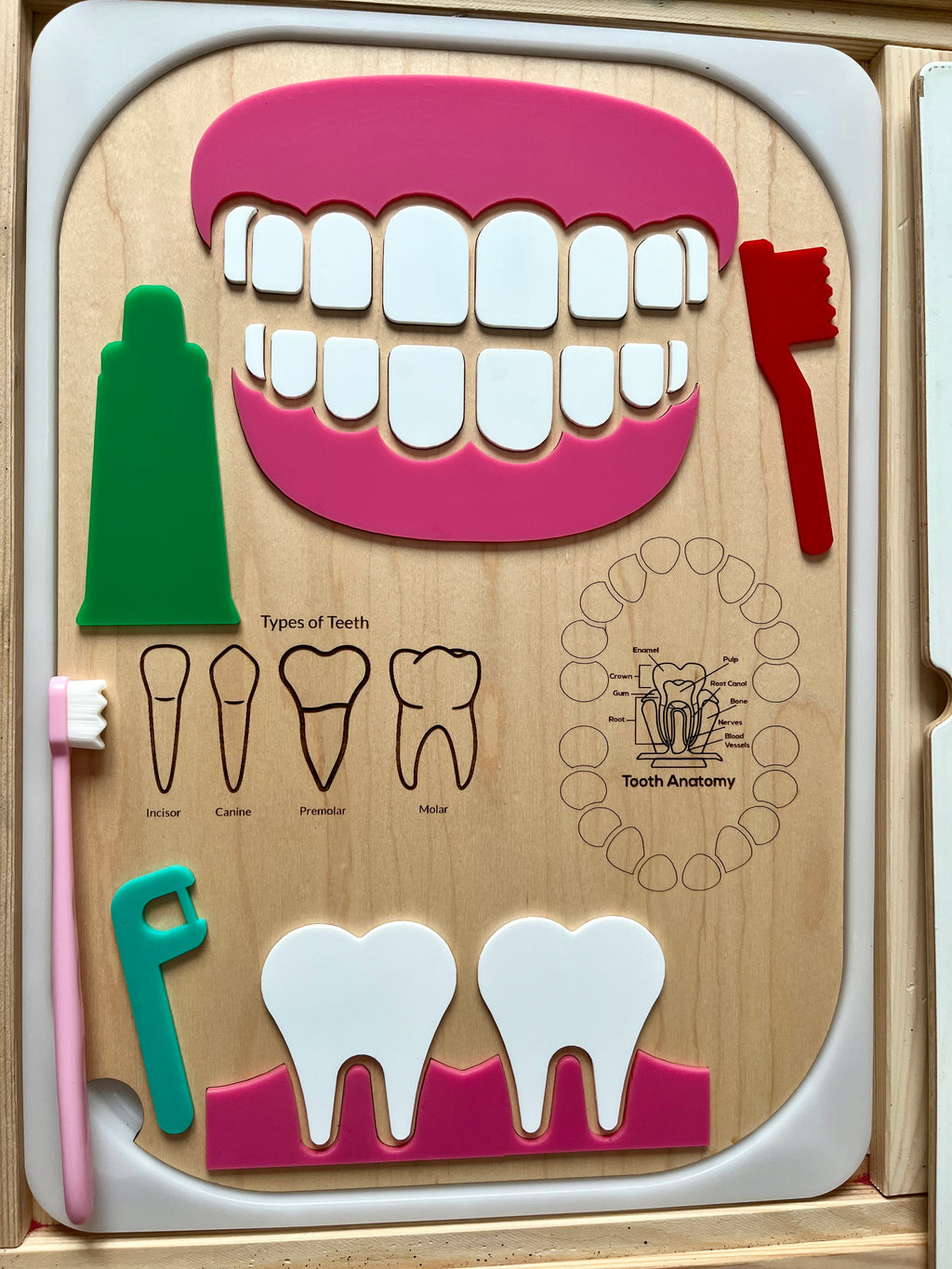 Educational wooden dental anatomy board with removable teeth, toothbrush, floss, toothpaste, and labeled tooth types.