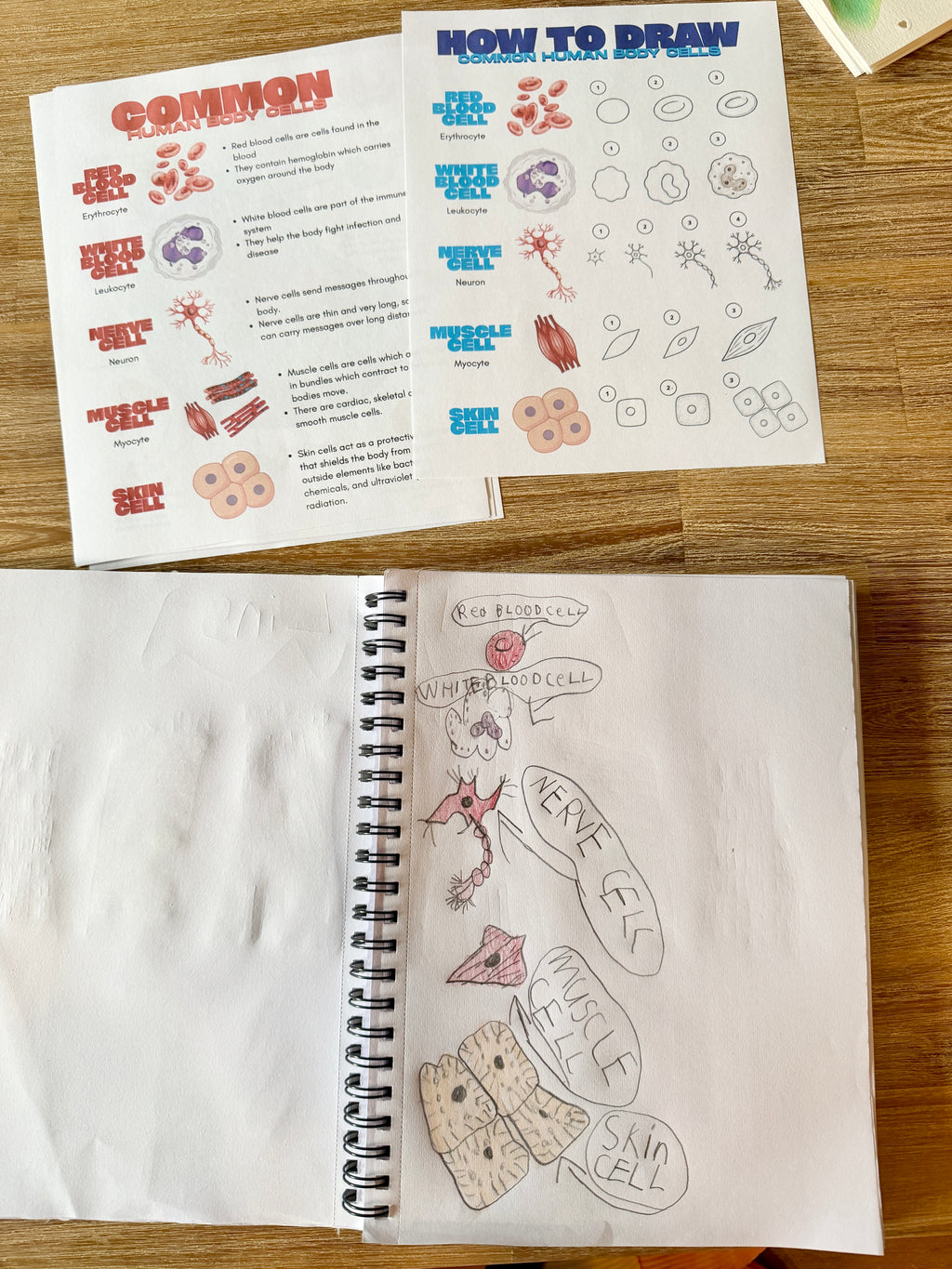Digital Download | Our Body is Made up of Cells! Mini Unit Study
