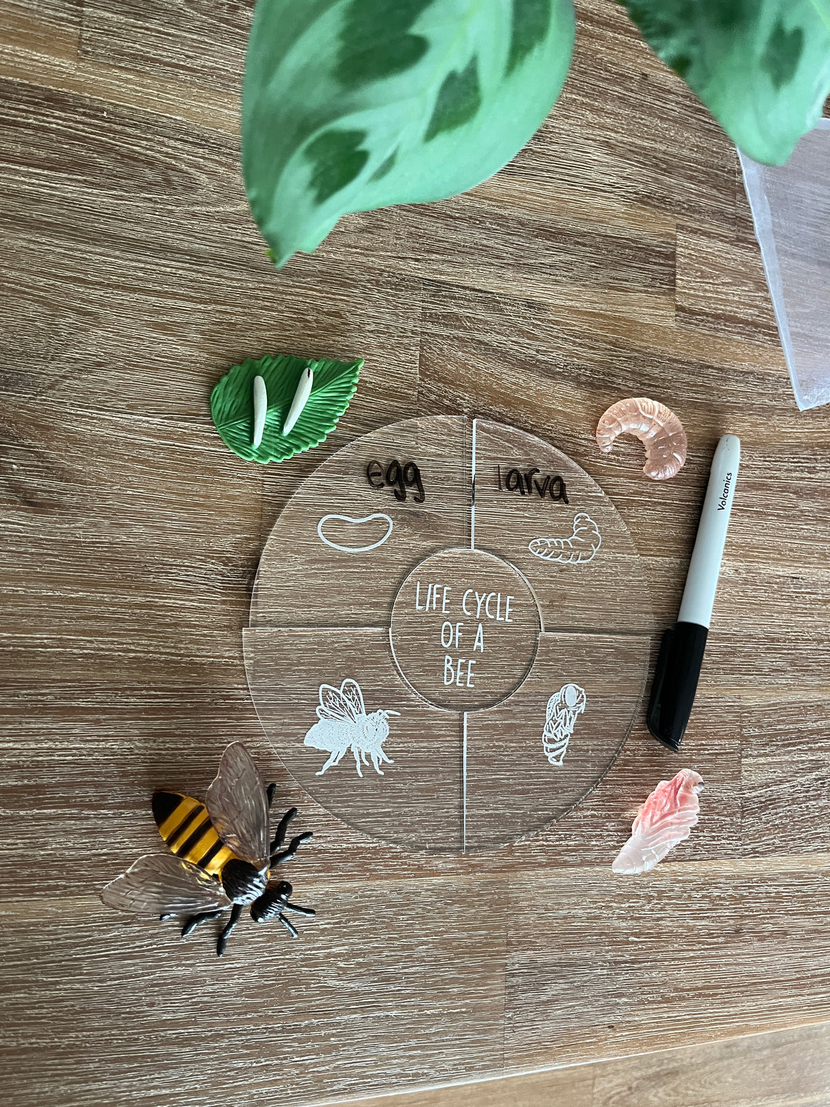 Dry Erasable Life Cycle Puzzles showing a circular clear puzzle with white life cycle stage illustrations of a bee, accompanied by detailed model insects and a black dry erase marker, handcrafted homeschool educational resources.