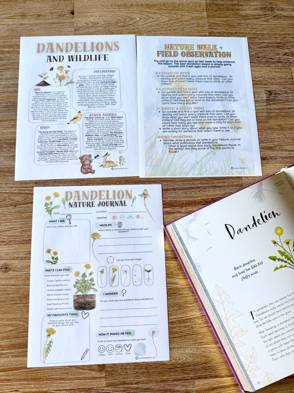 Digital Download | Dandelions Unit Study