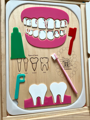 Wooden dental anatomy board featuring removable teeth, two toothbrushes, floss pick, toothpaste, and tooth type illustrations