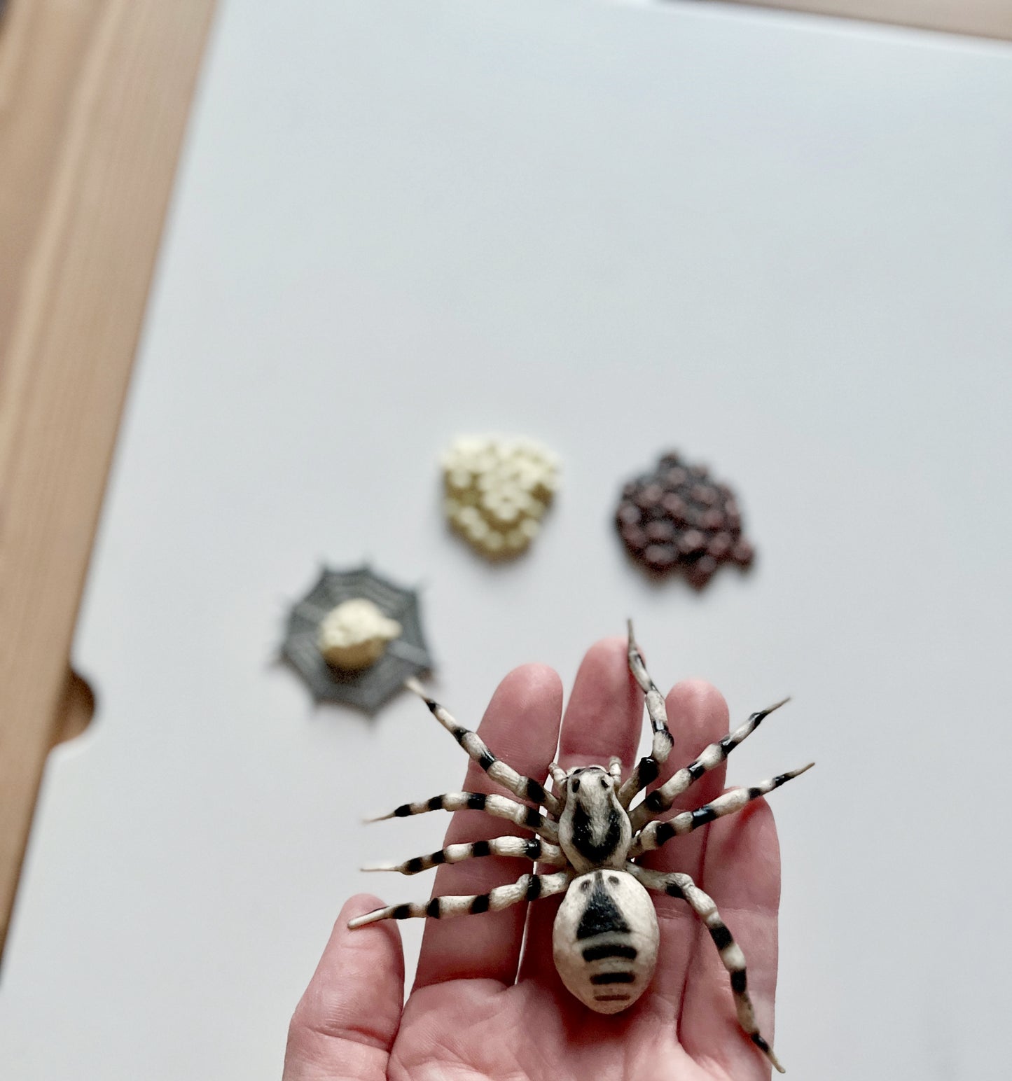 Tarantula Spider Life Cycle Figurines