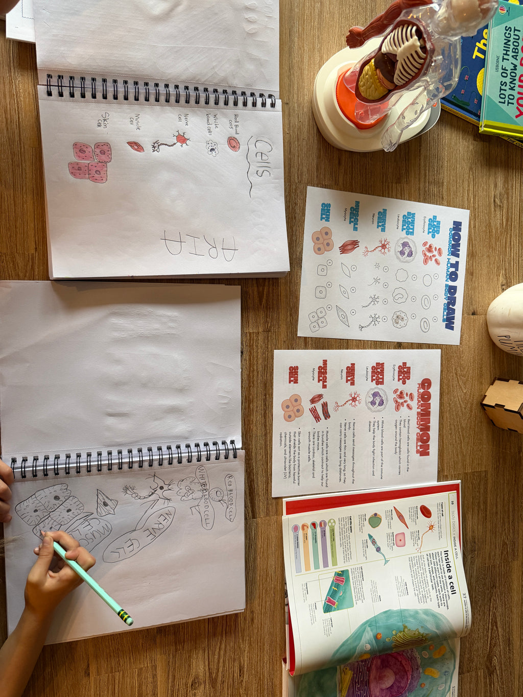 Digital Download | Our Body is Made up of Cells! Mini Unit Study