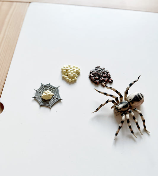 Tarantula Spider Life Cycle Figurines