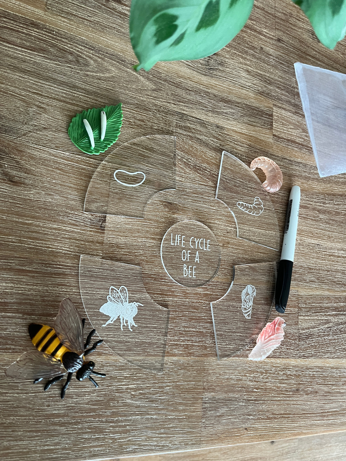 Dry Erasable Life Cycle Puzzles featuring clear interlocking pieces with white line illustrations showing stages of a bee’s life cycle, paired with realistic model insects and a dry erase marker, handcrafted homeschool education resources.