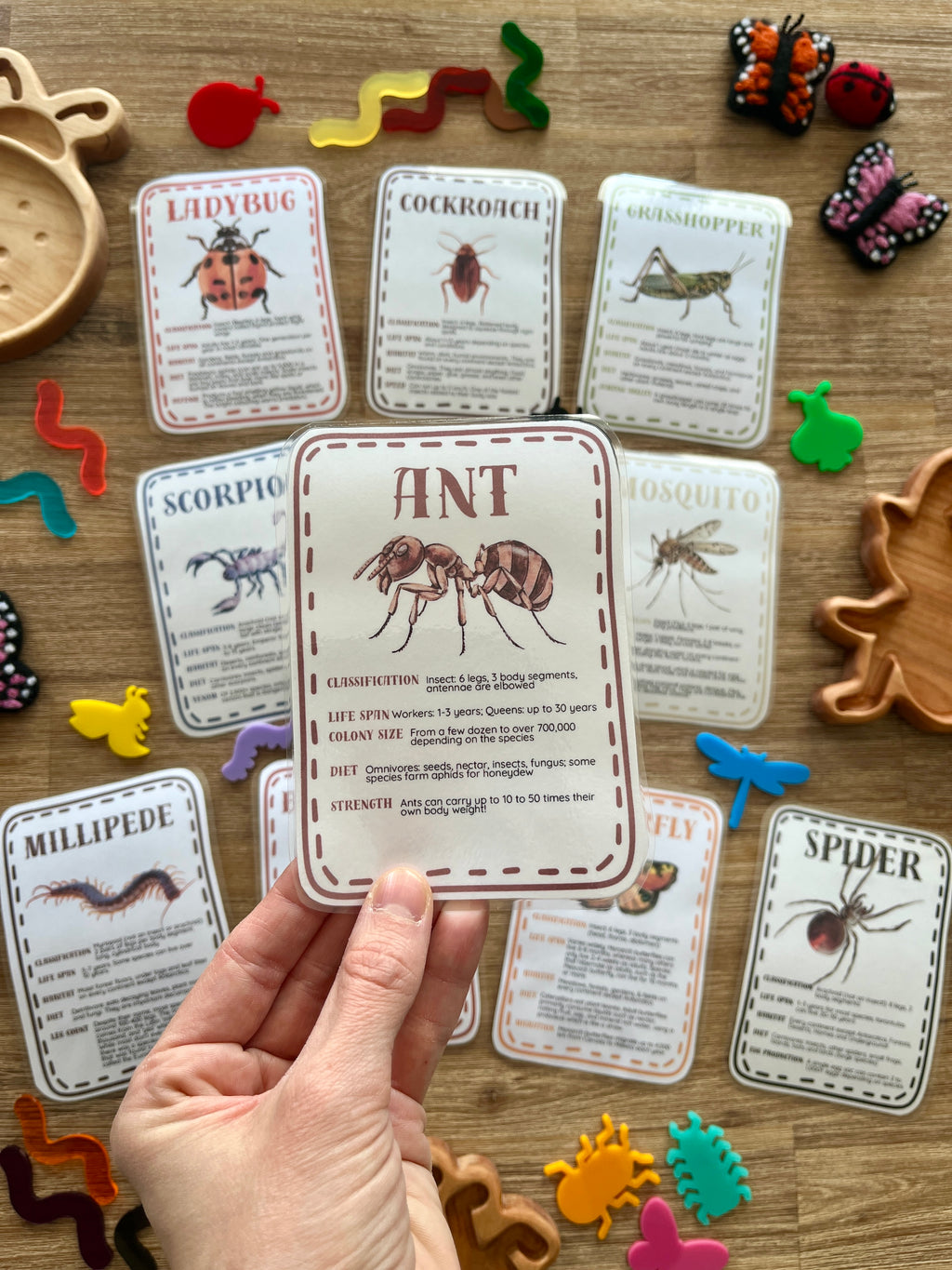 Hand holding an illustrated ant card with detailed insect facts, surrounded by other insect and arachnid flash cards, wooden trays, and colorful plastic bug figurines for Digital Download | Little Crawlers Informational Flash Cards | handcrafted, homeschool, education resources.