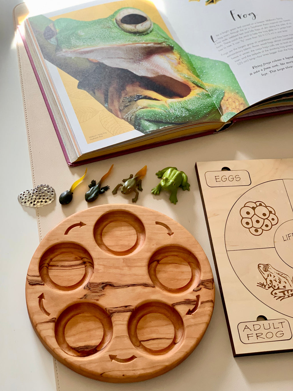 Wooden circular tray with five compartments and small frog life cycle figurines next to a frog illustration book and chart.