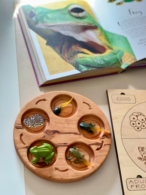 Round wooden toy illustrating frog life cycle stages with a frog picture book and educational chart nearby
