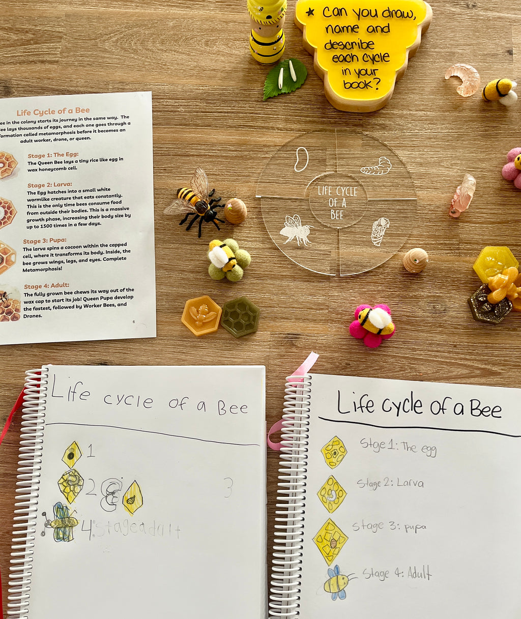 Digital Download | Bees Unit Study featuring handwritten life cycle of a bee pages, wooden trays with bee-shaped sensory fillers, and colorful felt bee figures, handcrafted homeschool education resources.