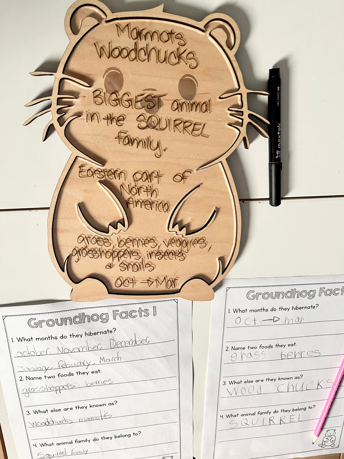 Laser Cut Groundhog Tray with Dry Erase Insert shaped like a groundhog with handwritten educational facts, alongside completed groundhog trivia worksheets and black dry erase marker, handcrafted homeschool education resources.