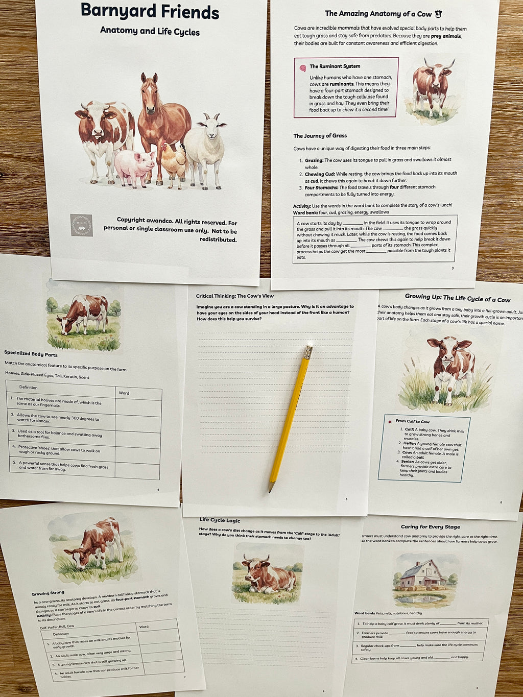 Digital Download | Farm Animals: Anatomy & Life Cycles Unit Study featuring detailed educational sheets on cow anatomy, life stages, and body parts arranged on a wood surface with a yellow pencil, handcrafted homeschool education resources.