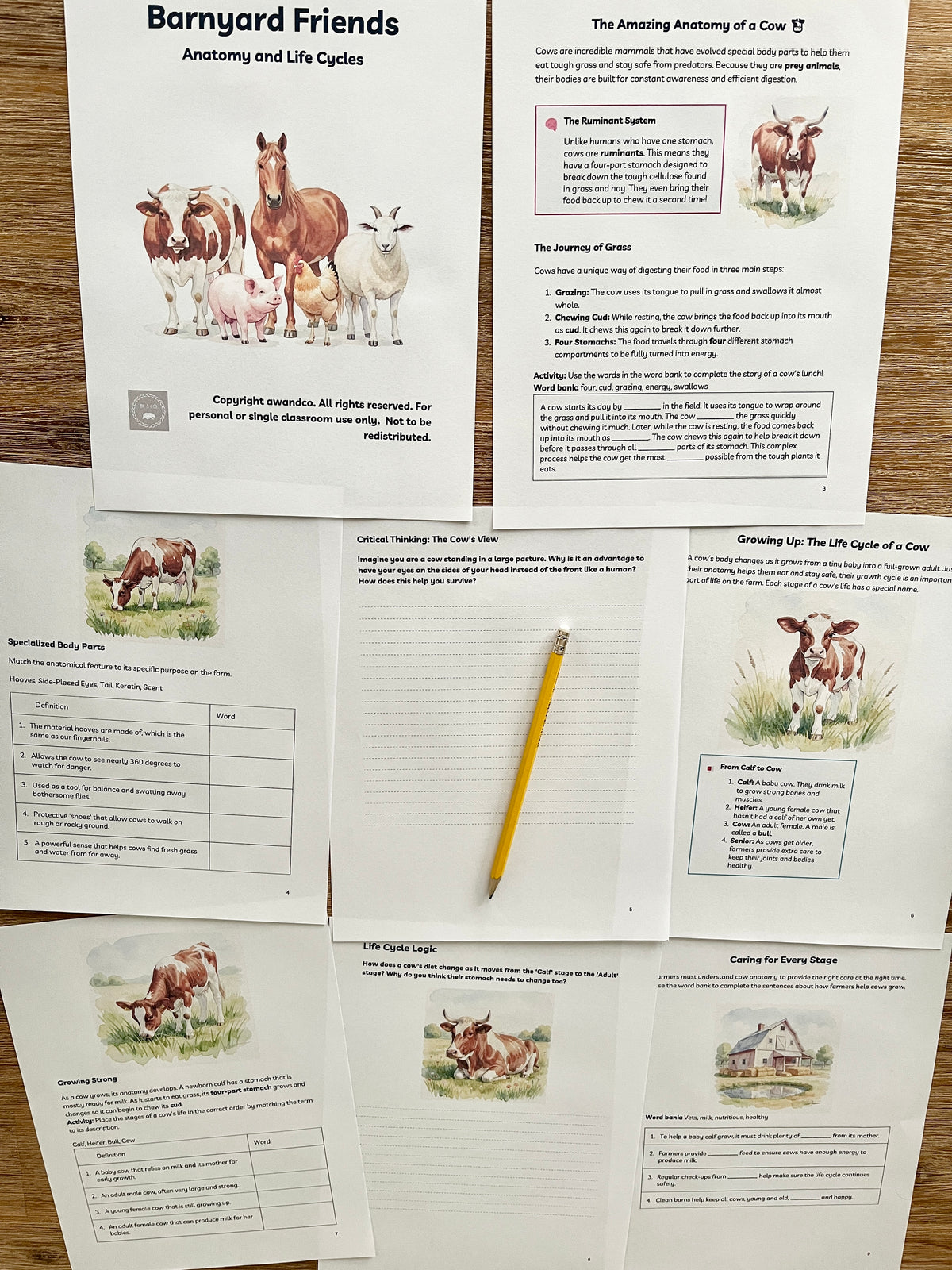 Digital Download | Farm Animals: Anatomy & Life Cycles Unit Study featuring detailed educational sheets on cow anatomy, life stages, and body parts arranged on a wood surface with a yellow pencil, handcrafted homeschool education resources.