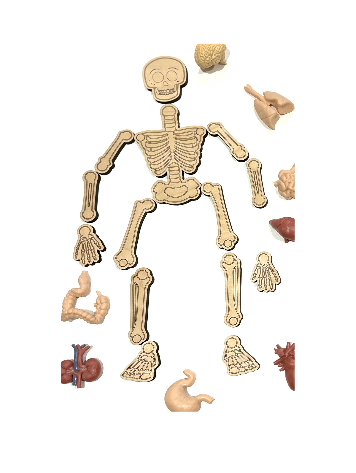 Wooden skeleton puzzle pieces with separate plastic human organs on a white background