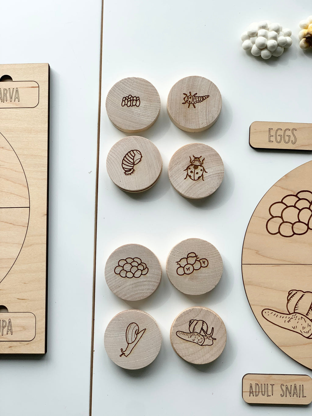 Wooden memory game pieces engraved with ladybug and snail life cycle stages on white surface with labeled boards