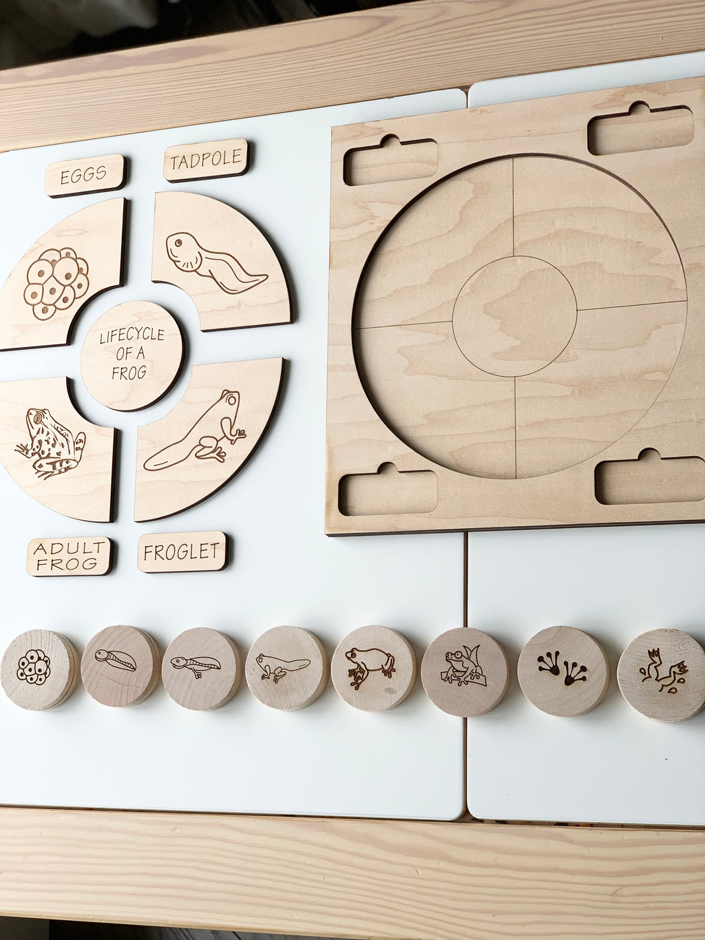 Natural wooden frog life cycle memory game pieces with engraved frog stages and circular puzzle board on white surface
