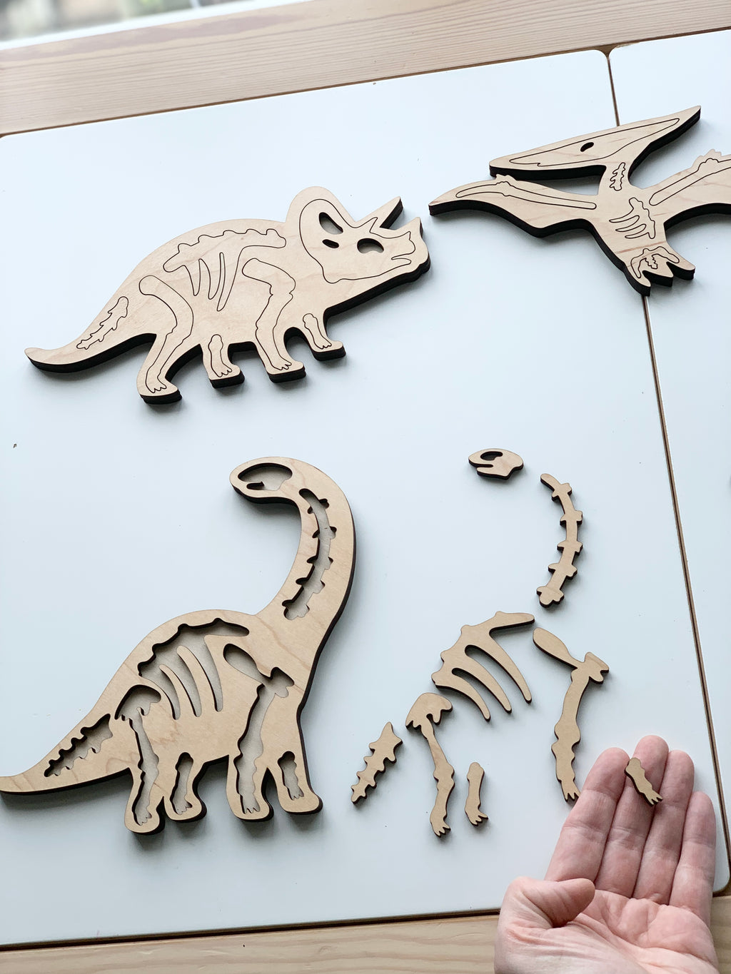 Wooden dinosaur skeleton puzzles with scattered bone pieces and hand holding small bone on white table background