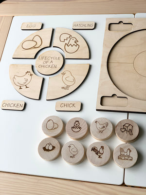 Natural wooden life cycle of a chicken puzzle and memory game pieces with engraved chicken stages and labels on white surface