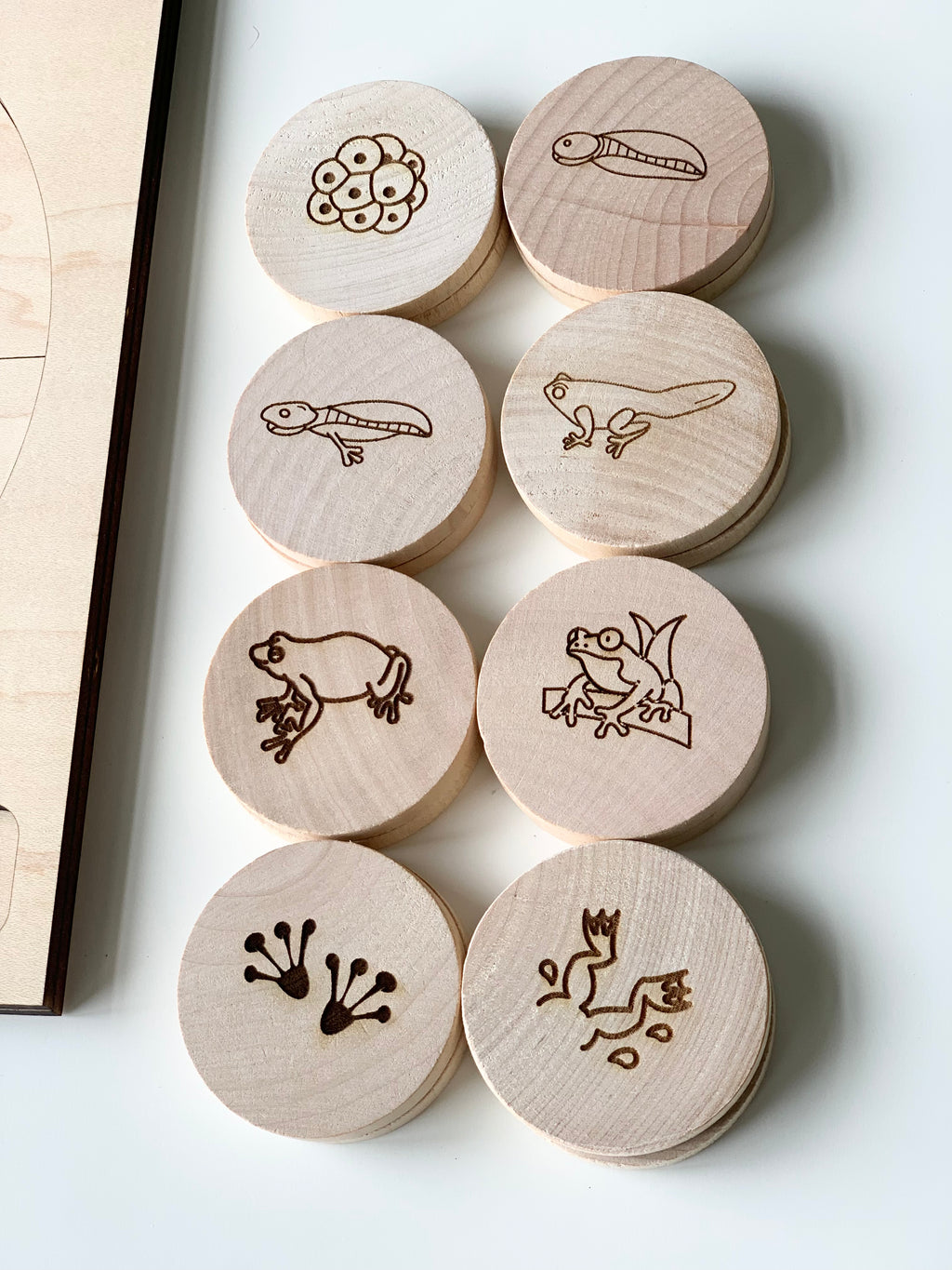 Natural wooden 2-inch discs engraved with frog life cycle stages including eggs, tadpoles, froglets, and adult frogs on white surface