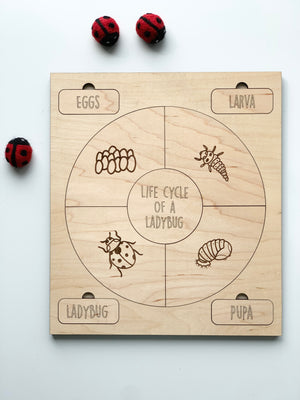 Natural wooden life cycle puzzle showing eggs, larva, pupa, and ladybug stages with red ladybug toys nearby