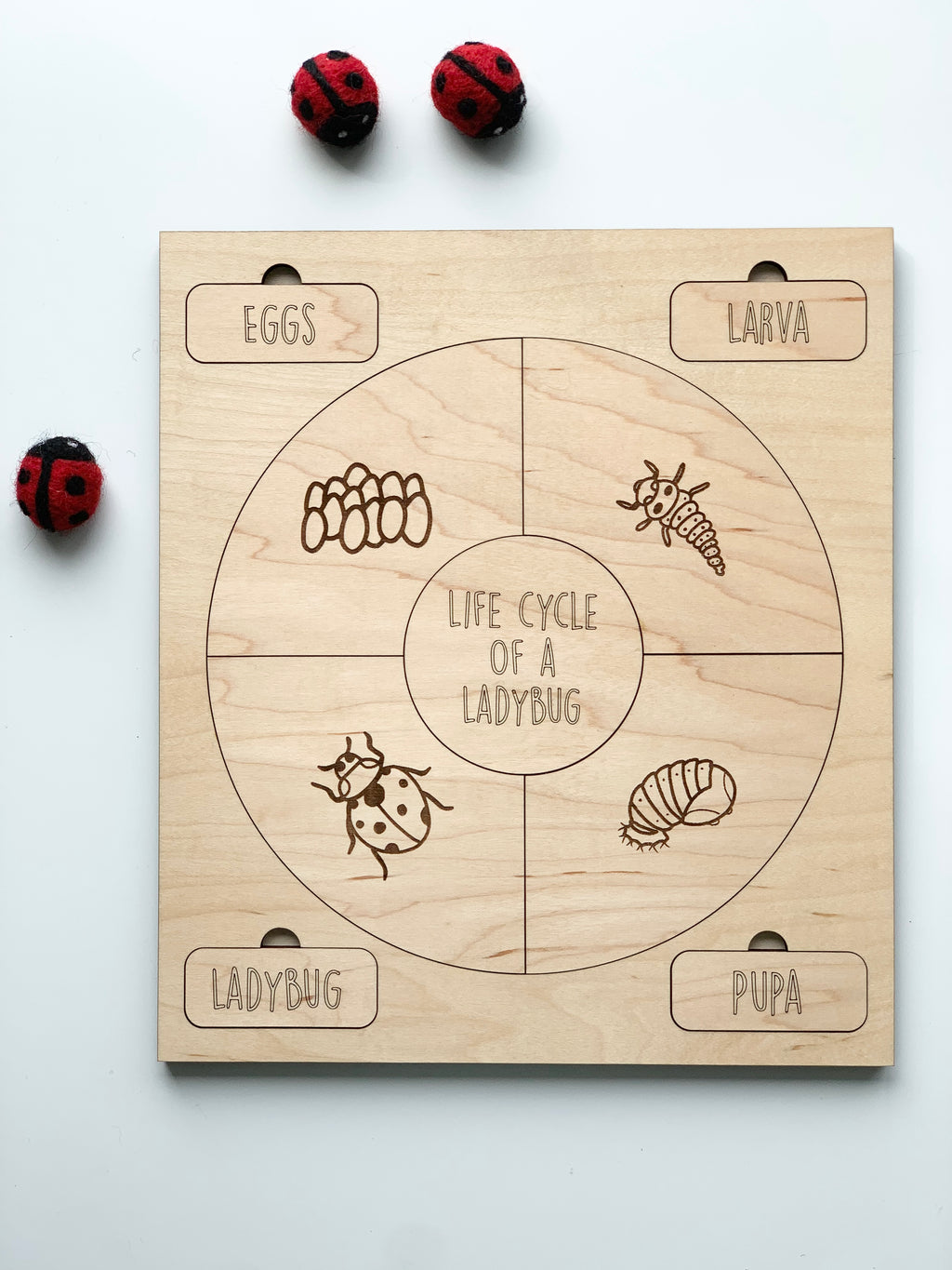 Natural wooden life cycle puzzle showing eggs, larva, pupa, and ladybug stages with red ladybug toys nearby