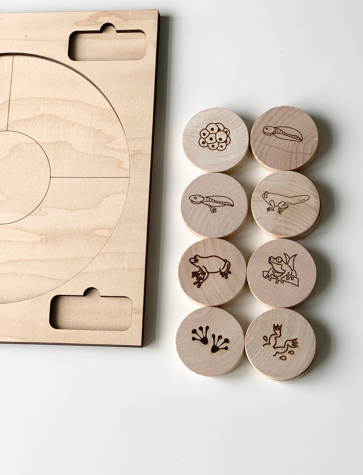 Natural wooden discs engraved with frog life cycle stages next to a circular wooden puzzle board on white background
