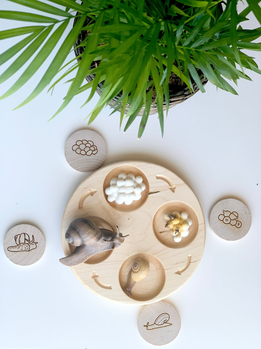 Natural wooden Life Cycle Sensory Tray with snail figure and engraved life cycle stage tokens on white surface with green plant