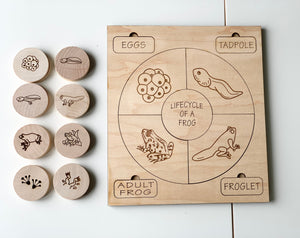 Wooden life cycle puzzle showing frog stages with labeled pieces and engraved illustrations on natural wood background
