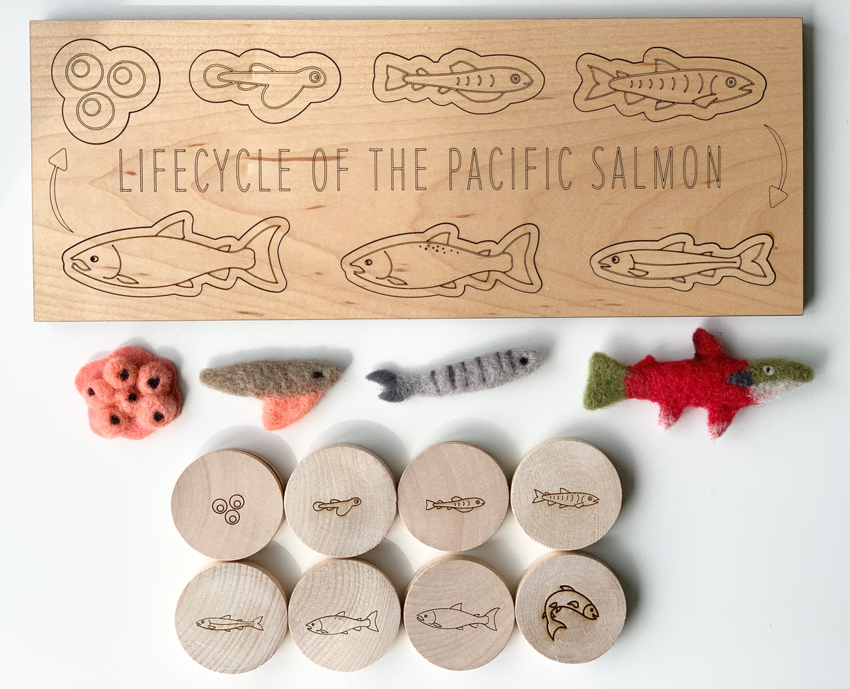 Wooden life cycle of the Pacific salmon educational game board with felt and wooden salmon stage pieces on white background