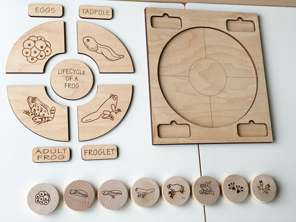 Natural wooden frog life cycle memory game with engraved cycle stages and matching round discs on white surface