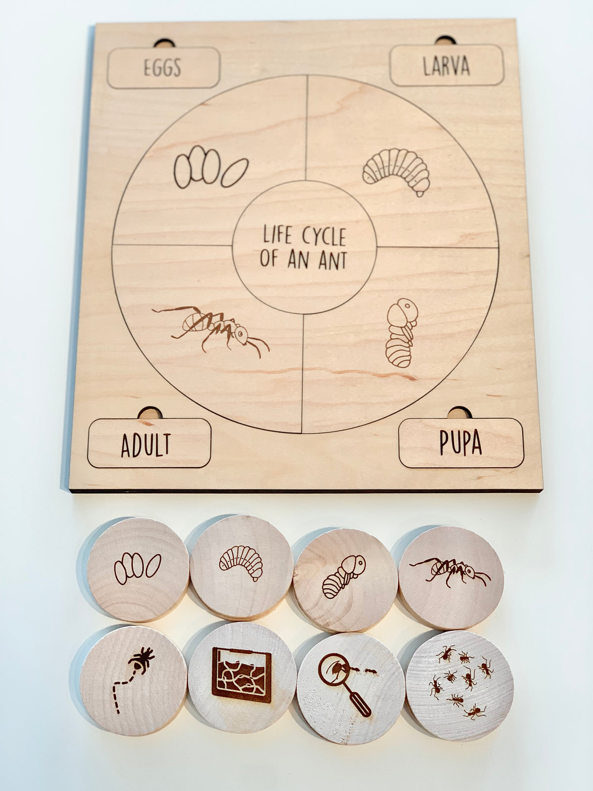 Natural wooden educational memory game discs with ant life cycle illustrations and labeled matching board on white background