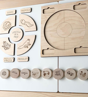 Natural wooden frog life cycle memory game pieces with engraved illustrations and matching puzzle tray on light wood background