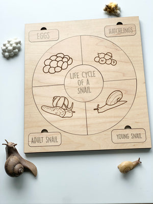 Natural wooden life cycle puzzle showing engraved snail stages with labeled sections on white surface near real snails