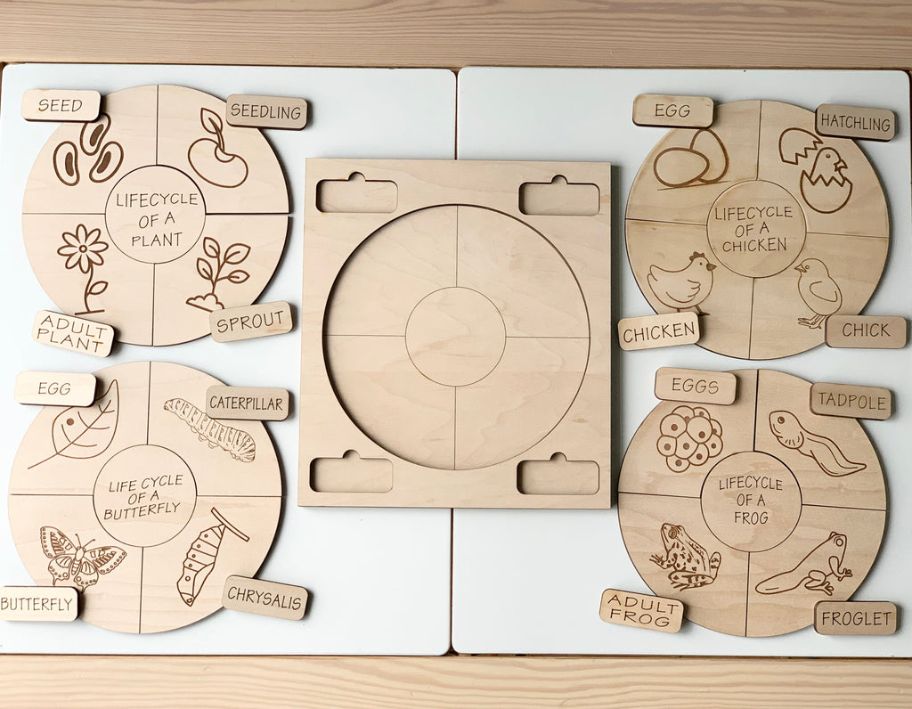 Unfinished wooden life cycle puzzles showing plant, butterfly, chicken, and frog stages with labeled pieces on wooden table