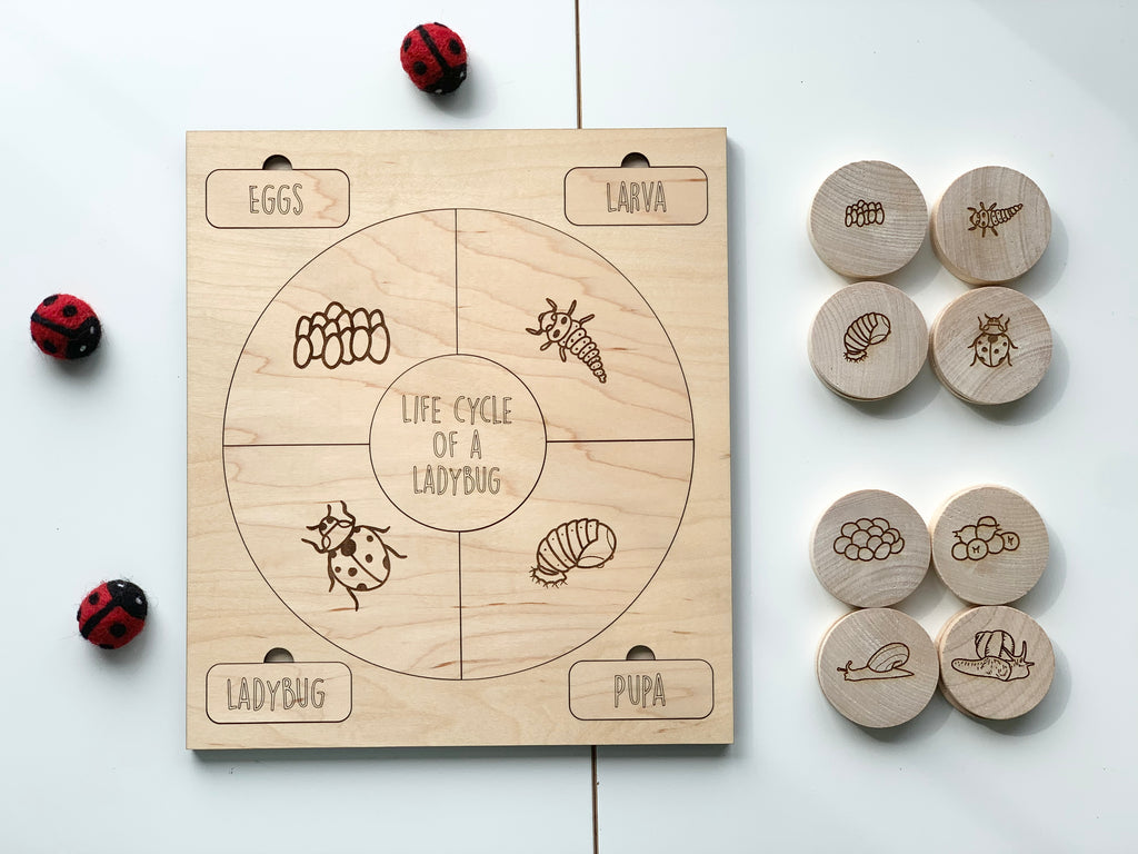 Wooden life cycle puzzle board labeled ladybug showing eggs, larva, pupa and ladybug stages with matching wooden pieces nearby