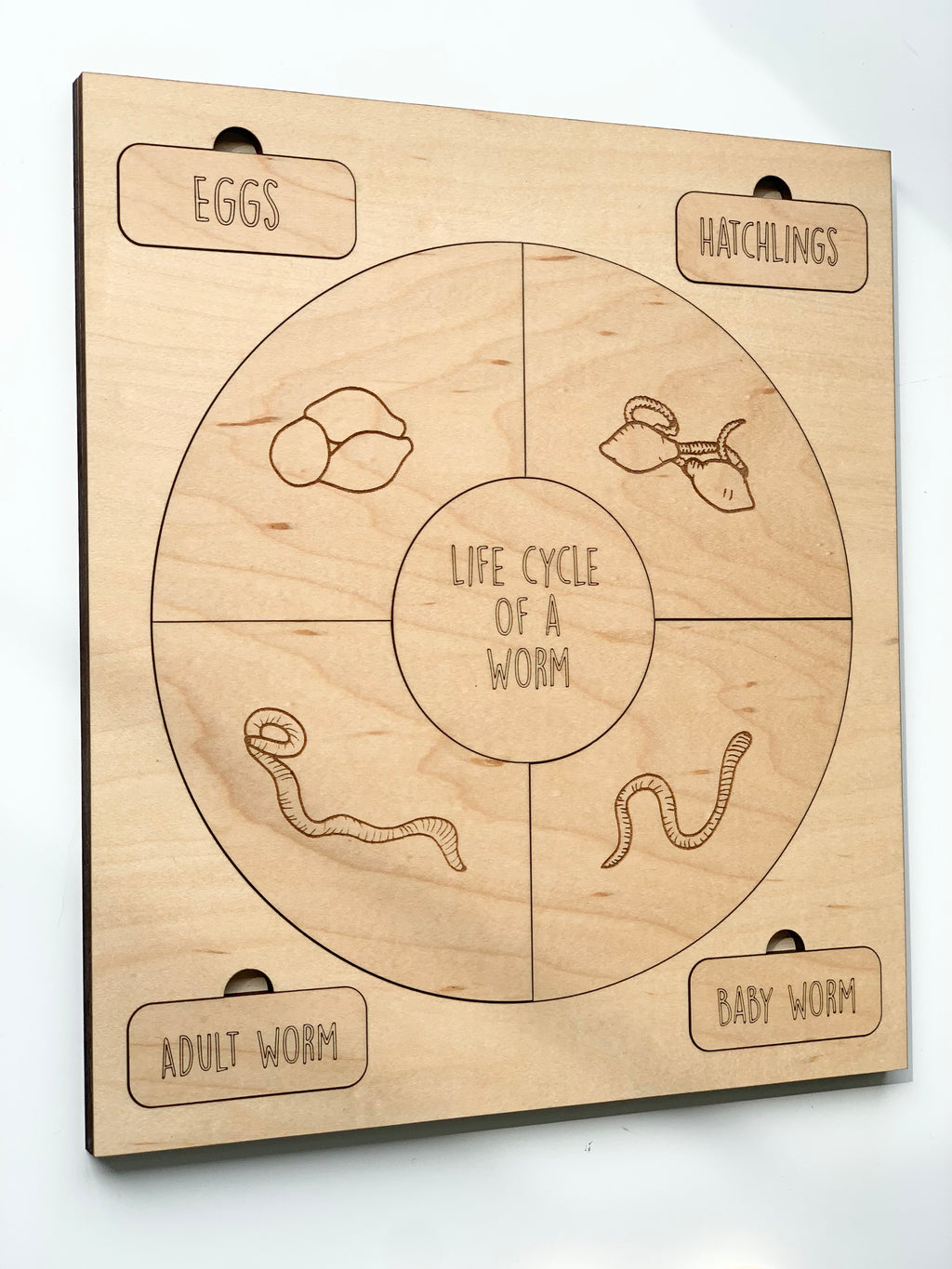 Wooden life cycle puzzle showing stages of worm development with engraved illustrations on natural wood background