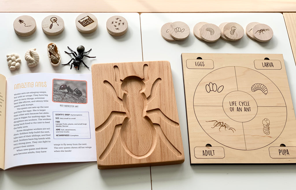 Wooden ant sensory tray with carved ant shape, life cycle puzzle, educational wooden discs, plastic ant model, and open insect book on table