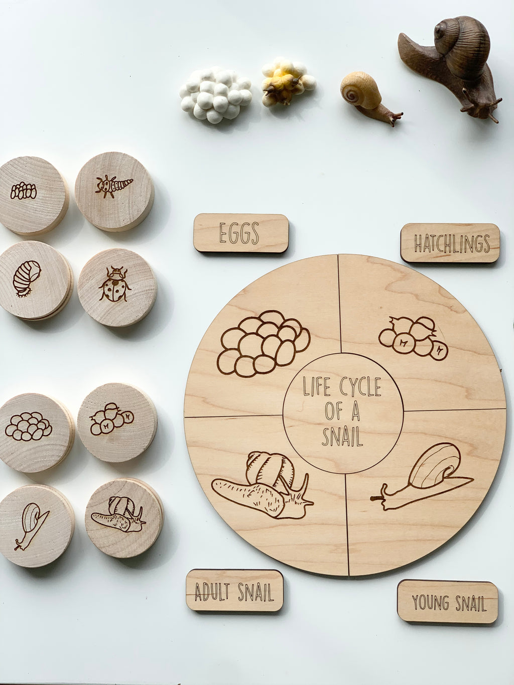 Wooden educational life cycle of a snail game with discs and labeled stages on light wood background