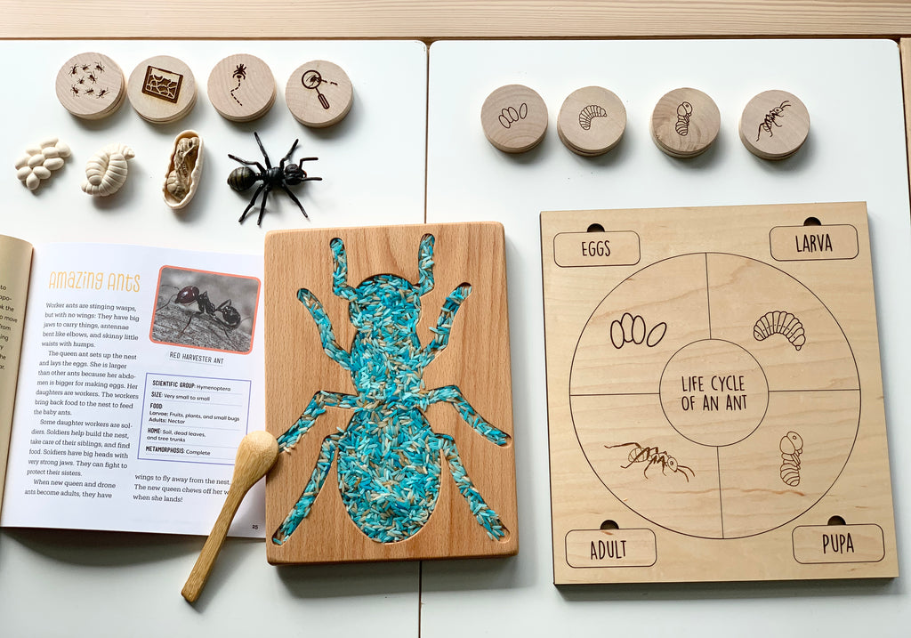 Wooden ant sensory tray with blue rice, engraved life cycle chart, wooden discs, wooden spoon and educational booklet on white table