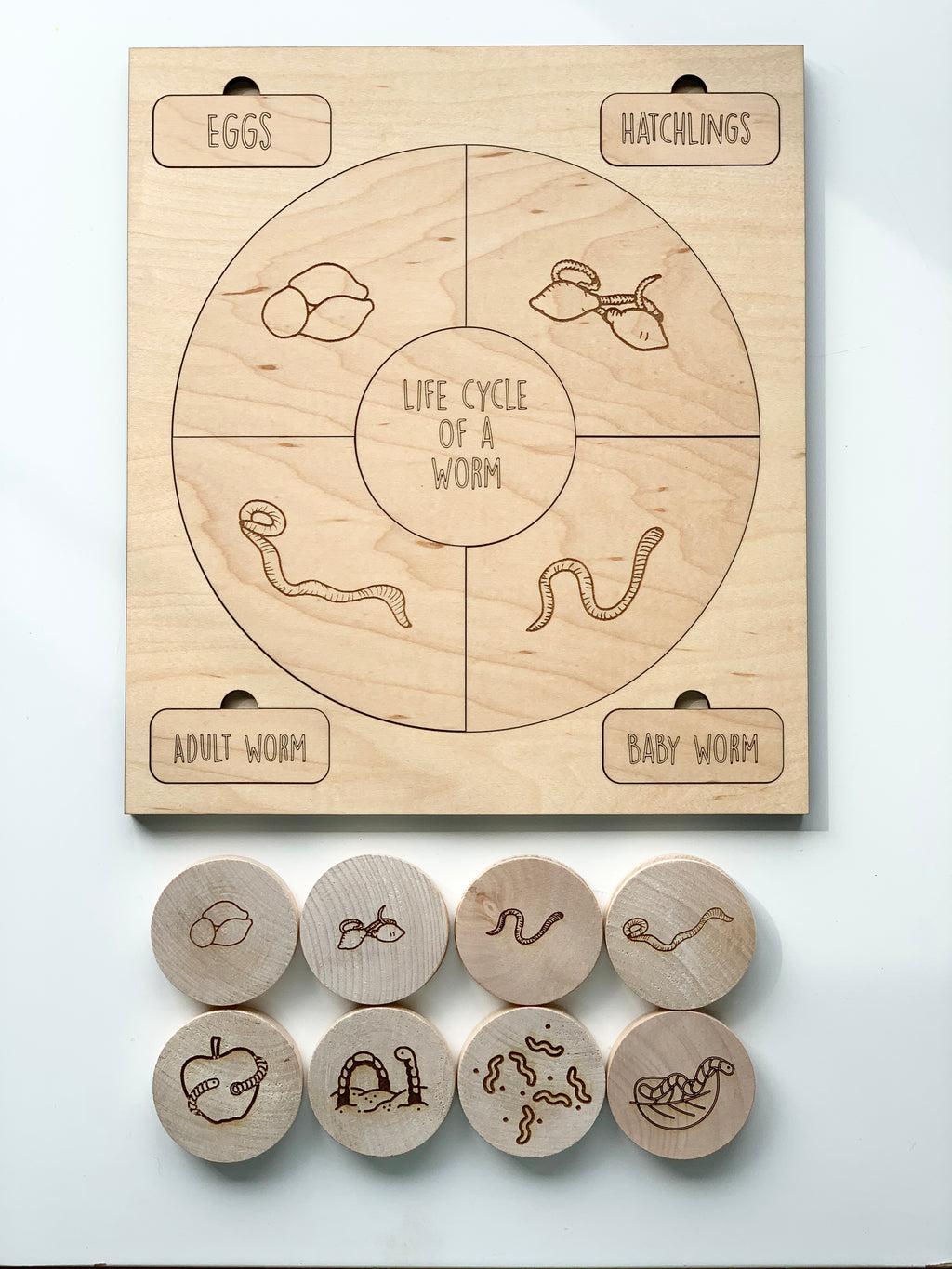 Natural wooden educational memory game with engraved worm life cycle stages and matching wood discs on white background