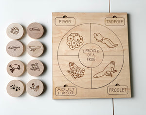 Wooden frog life cycle memory game with engraved discs showing eggs, tadpole, froglet, and adult frog stages on natural wood background