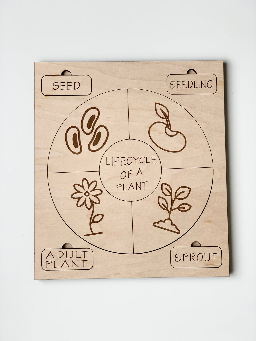 Natural wooden life cycle puzzle showing seed, seedling, sprout, and adult plant stages engraved on wood